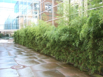 fw2008_14.JPG